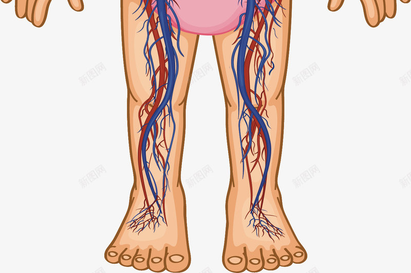 幼女身体血液循环系统png免抠素材_新图网 https://ixintu.com 幼女 生物教学 矢量素材 血液循环系统 身体机能