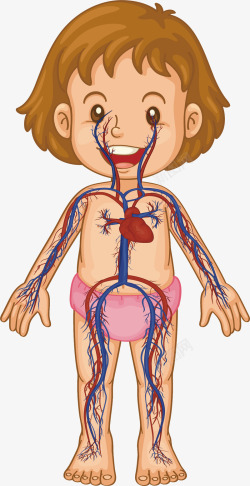 血液循环系统幼女身体血液循环系统高清图片