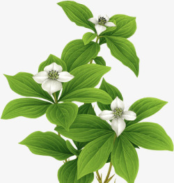 小绿植花卉白色花朵高清图片