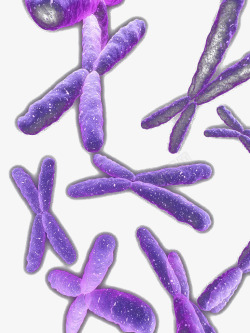 基因排列杂乱的紫色染色体高清图片