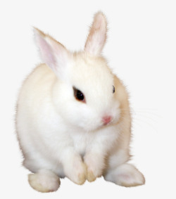 白色的皮毛兔子高清图片