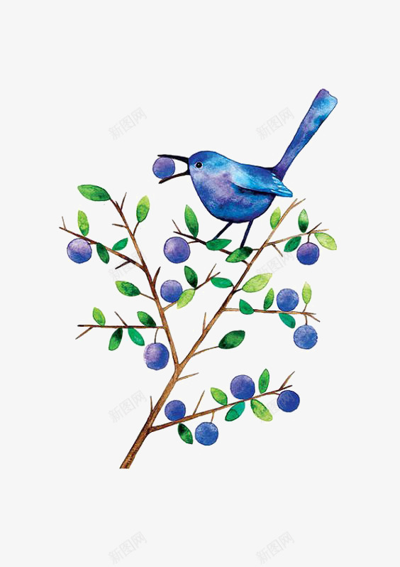 吃果子的鸟png免抠素材_新图网 https://ixintu.com 手绘小鸟 果子 植物 水彩插画 蓝莓