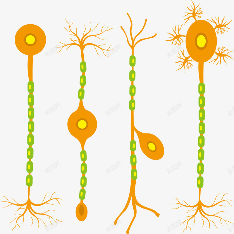 彩色生物神经细胞png免抠素材_新图网 https://ixintu.com 医学细胞 可爱 彩色 研究