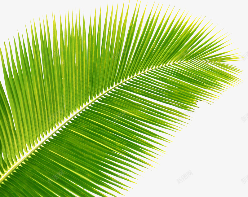 绿色植物棕榈叶子png免抠素材_新图网 https://ixintu.com 叶子 棕榈 绿色植物
