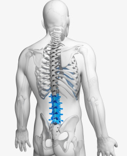 人体肋骨人体骨骼医疗插图高清图片