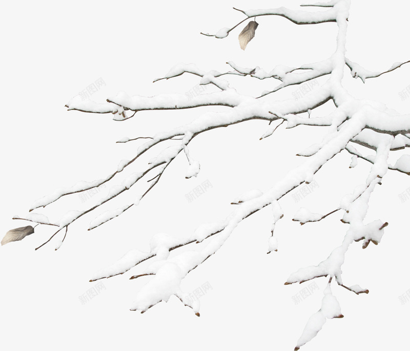 冬天中的树枝png免抠素材_新图网 https://ixintu.com 冬天 创意 简约 雪景