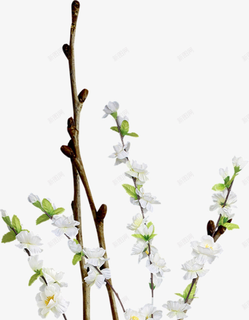 花枝png免抠素材_新图网 https://ixintu.com 叶子 枝干 树枝 白色鲜花 花朵 鲜花