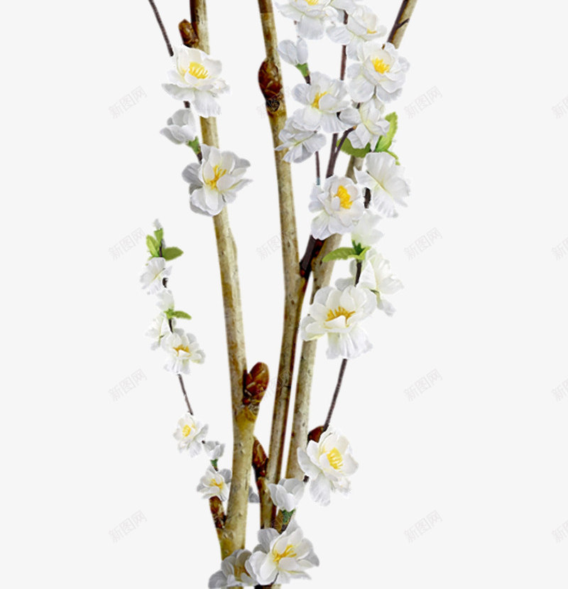 花枝png免抠素材_新图网 https://ixintu.com 叶子 枝干 树枝 白色鲜花 花朵 鲜花