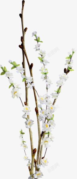 白色树枝素材花枝高清图片