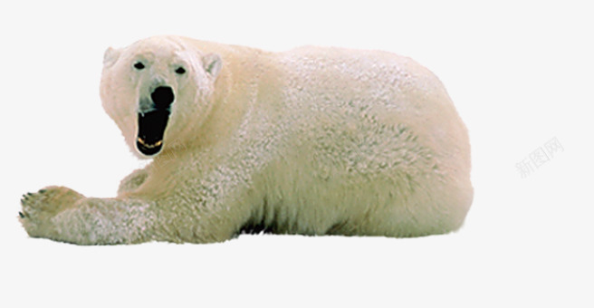 嚎叫北极熊png免抠素材_新图网 https://ixintu.com 动物 北极熊 活物 生物