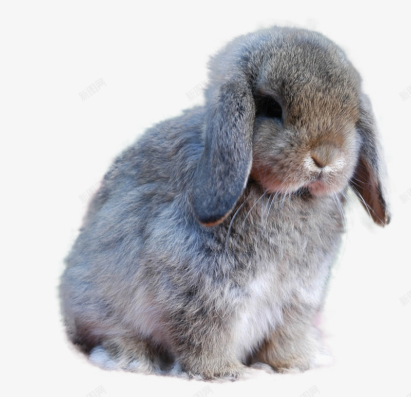 呆萌的垂耳兔生物png免抠素材_新图网 https://ixintu.com 呆萌 垂耳兔 垂耳兔动物 生物