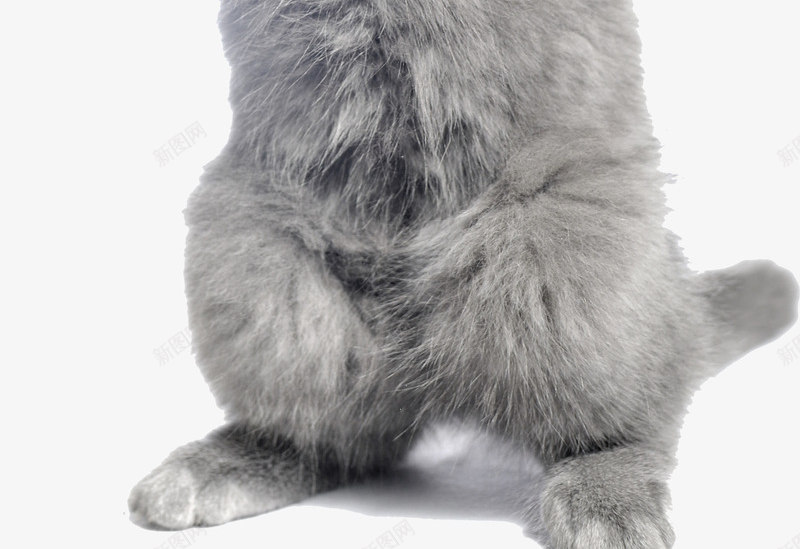 摄影把爪子的灰色小猫png免抠素材_新图网 https://ixintu.com 摄影 灰色 爪子