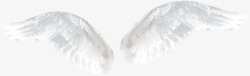白色天鹅素材白色天鹅翅膀高清图片