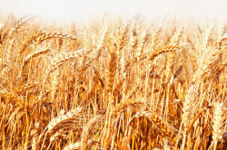 成熟的小麦金色小麦稻田高清图片