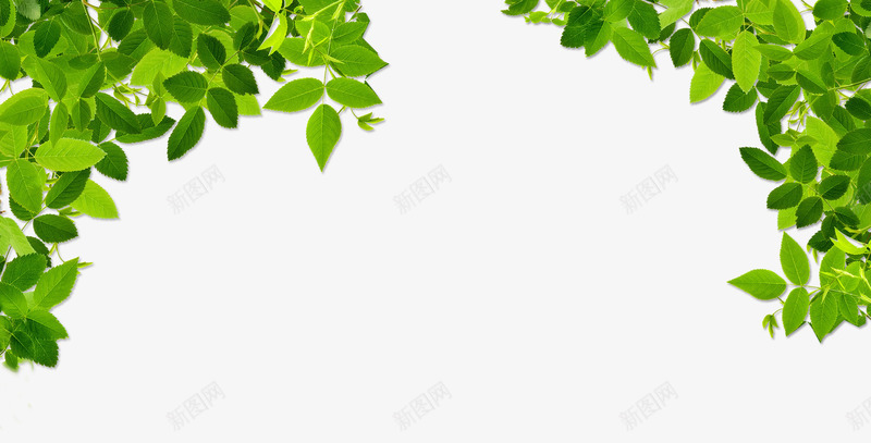 鲜绿的叶子png免抠素材_新图网 https://ixintu.com 漂浮元素 生机盎然 绿叶 背景元素