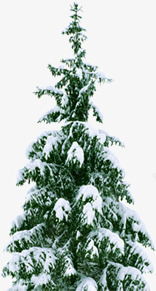 冬天被雪花压着的松树素材