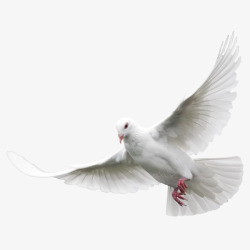 白鸽动物和平飞翔白色鸽子高清图片