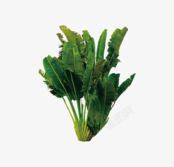 绿色菠菜素材