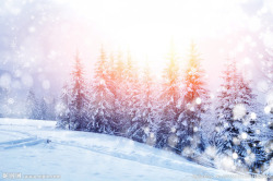 雪花阳光松树风景素材