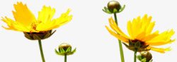 黄色春季花朵装饰素材