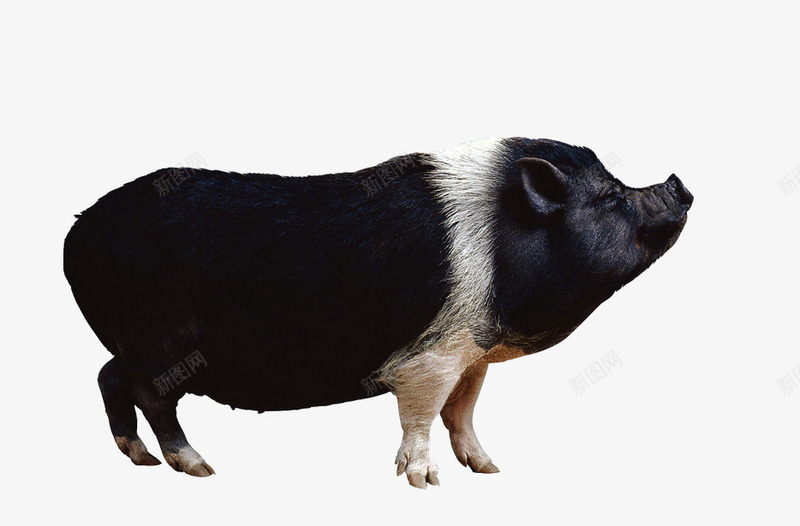 黑色可爱猪png免抠素材_新图网 https://ixintu.com 动物 活物 爬行动物 猪 生物