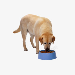 中型犬狗粮吃饭的狗狗高清图片
