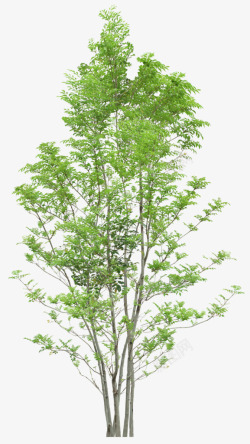 立面树单张树木素材