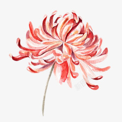 古典手绘菊花红色素材