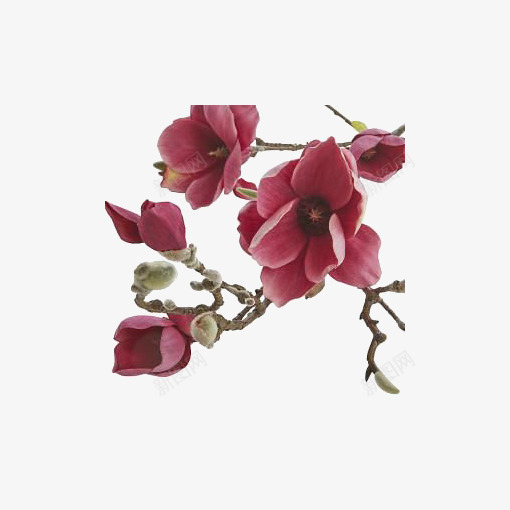 红色花朵png免抠素材_新图网 https://ixintu.com 中国风 创意花朵 寒冬 手绘花朵 梅花 涂鸦