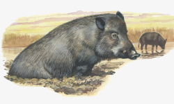 浸在污泥中手绘插图脏兮兮的小黑猪在污泥中高清图片