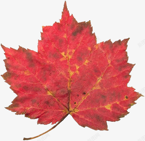 红色的枫叶png免抠素材_新图网 https://ixintu.com 树叶 植物 火红 装饰