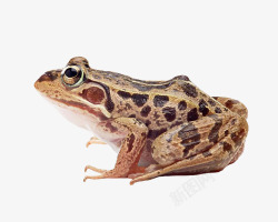 彩色的青蛙豹纹青蛙高清图片