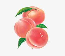 虎耳草属植物手绘桃子透明片高清图片