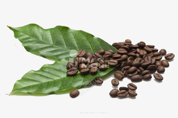 咖啡豆png免抠素材_新图网 https://ixintu.com 咖啡 深褐色 绿叶