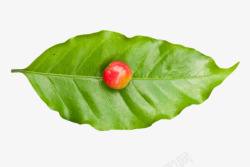 一个树叶一个成熟咖啡果在树叶上高清图片