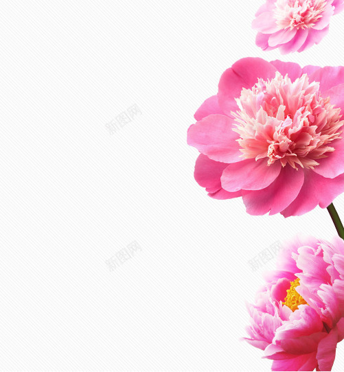 右侧花朵png免抠素材_新图网 https://ixintu.com png素材 右侧 花朵