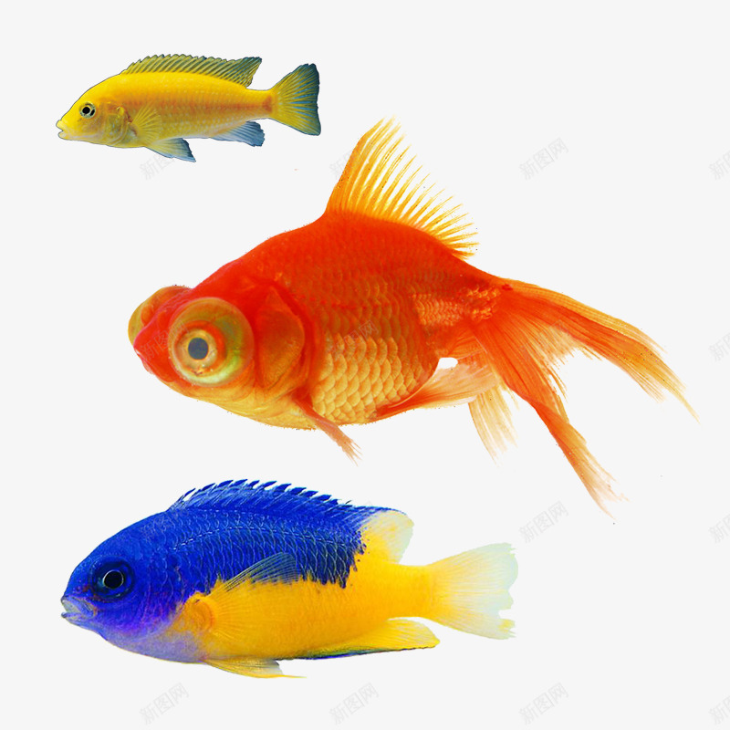 三条彩色的小鱼psd免抠素材_新图网 https://ixintu.com 两条金鱼 水生物 金鱼 鱼 黄色金鱼
