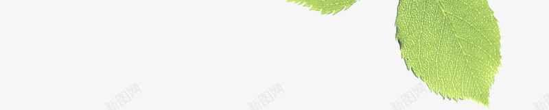 春季黄绿色树叶装饰png免抠素材_新图网 https://ixintu.com 春季 树叶 装饰 黄绿色