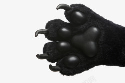 黑色的熊熊掌锋利的爪子高清图片