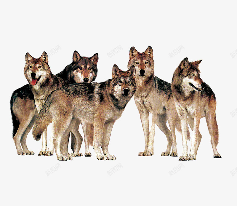 一群狼动物png免抠素材_新图网 https://ixintu.com 一群狼 五只狼 动物 头狼 狼 重叠的动物