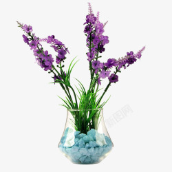 紫色小花盆栽一盆薰衣草高清图片