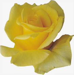 新鲜的黄玫瑰花瓣素材