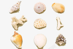 小饰物实物多种贝壳高清图片