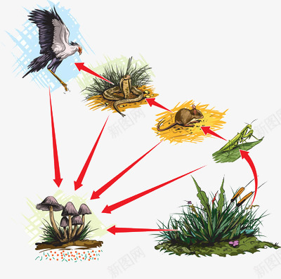 生态食物链png免抠素材_新图网 https://ixintu.com 生态 生物 系统 食物链