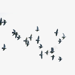 空中鸟群飞翔的鸟群剪影高清图片