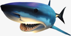 鲛鲨鲨鱼高清图片