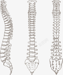 嵴柱模型手绘3根脊柱骨骼高清图片