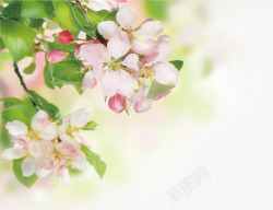 粉色淡雅花朵美景春天素材