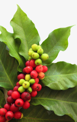 一串被绿色叶子包围的咖啡果实物素材