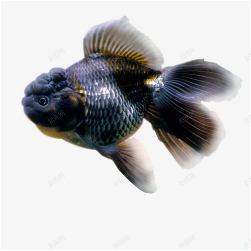 黑金鱼png免抠素材_新图网 https://ixintu.com 水生物 黑色的金鱼